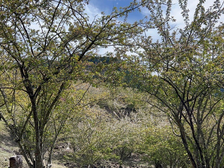 【４月10日(金)更新】十曽池公園 わんぱく広場のカイドウ 開花状況　＃シーズン終了