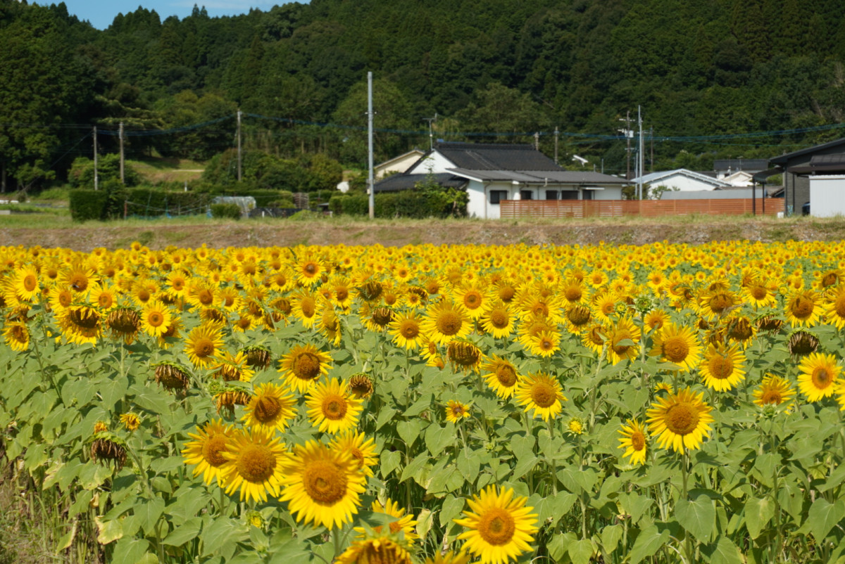 【7月29日(水)更新】徳辺ヒマワリ畑開花状況 #見ごろ
