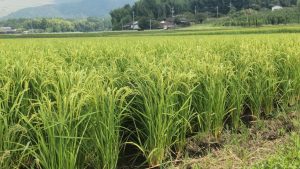 記録的な暑さと渇水