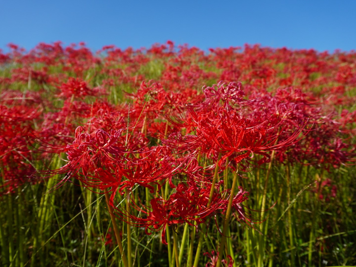【10月１日(木)更新】伊佐市大口大田の「ヒガンバナ」開花状況 ＃満開